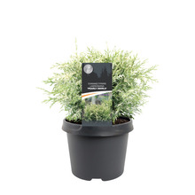 Cypress 'Pearly Swirls' Ø19 cm